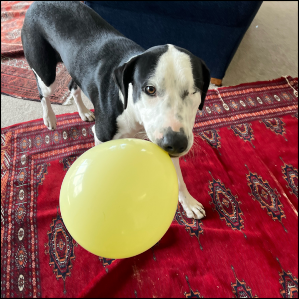 Black-and-white dog holding a yellow balloon in its mouth on a red patterned rug.