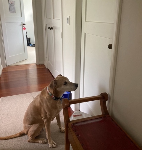 Brown dog with collar sitting attentively in a carpeted hallway facing a closed white door next to a small wooden bench.